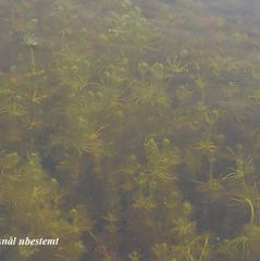 alge kransenål sp DSC_6513