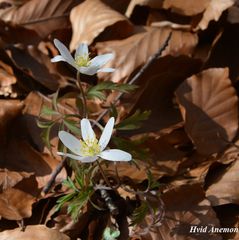 anemone hvid DSC_6524