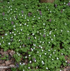 anemone hvid DSC_6898