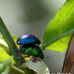bille blad elle blågrøn DSC_4651
