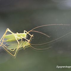 græshoppe ege DSC_8292