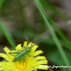 græshoppe løv grøn stor DSC_1087(1)