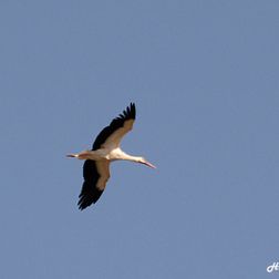 stork hvid DSC_1820