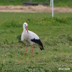stork hvid DSC_8106
